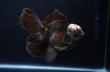 Thai Oranda  Panda 5.5 Inch (ID#311To7b-112)