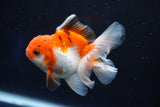 Juvenile Thai Oranda  Tricolor 3.5 Inch (ID#1022To13b-96) Free2Day SHIPPING