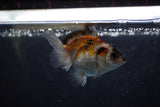 Baby Thai Oranda  Tricolor 2.5 Inch (ID#1220ToPTA-20) Free2Day SHIPPING