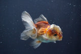 Juvenile Thai Oranda  Tricolor 3.5 Inch (ID#910To13bpt6-55) Free2Day SHIPPING