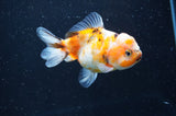 Yuan Bao Oranda  Calico 3.5 Inch (ID#411Yb10b-46) Free2Day SHIPPING