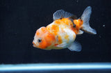 Yuan Bao Oranda  Calico 3.5 Inch (ID#411Yb10b-46) Free2Day SHIPPING