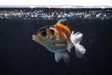 Baby Thai Oranda  Tricolor 2.5 Inch (ID#1220ToPTA-20) Free2Day SHIPPING