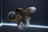 Thai Oranda  Panda 5 Inch (ID#1112To6b-113)