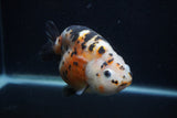 Milk Cow Ranchu  Calico 4.5 Inch (ID#0103R10c-97) Free2Day SHIPPING