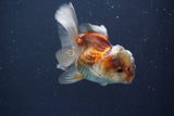 Juvenile Thai Oranda  Tricolor 3.5 Inch (ID#910To13bpt6-55) Free2Day SHIPPING