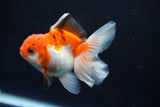 Juvenile Thai Oranda  Tricolor 3.5 Inch (ID#1022To13b-96) Free2Day SHIPPING