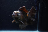 Thai Oranda  Panda 5.5 Inch (ID#311To7b-112)