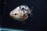 Milk Cow Ranchu  Calico 4.5 Inch (ID#0103R10c-97) Free2Day SHIPPING