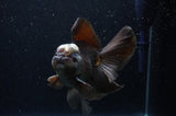 Thai Oranda  Panda 5.5 Inch (ID#311To7b-112)