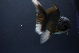 Thai Oranda  Panda 5 Inch (ID#1112To6b-113)