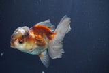 Juvenile Thai Oranda  Tricolor 3.5 Inch (ID#910To13bpt6-55) Free2Day SHIPPING