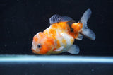 Yuan Bao Oranda  Calico 3.5 Inch (ID#411Yb10b-46) Free2Day SHIPPING