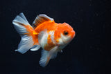 Juvenile Thai Oranda  Tricolor 3.5 Inch (ID#1022To13b-96) Free2Day SHIPPING