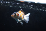 Baby Thai Oranda  Tricolor 2.5 Inch (ID#1220ToPTA-20) Free2Day SHIPPING