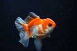 Juvenile Thai Oranda  Tricolor 3.5 Inch (ID#1022To13b-96) Free2Day SHIPPING