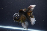 Thai Oranda  Panda 5 Inch (ID#1112To6b-113)