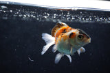 Baby Thai Oranda  Tricolor 2.5 Inch (ID#1220ToPTA-20) Free2Day SHIPPING