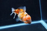 Yuan Bao Oranda  Calico 3.5 Inch (ID#411Yb10b-46) Free2Day SHIPPING