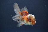 Juvenile Thai Oranda  Tricolor 3.5 Inch (ID#910To13bpt6-55) Free2Day SHIPPING