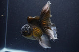 Thai Oranda  Panda 5 Inch (ID#1112To6b-113)