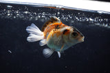 Baby Thai Oranda  Tricolor 2.5 Inch (ID#1220ToPTA-20) Free2Day SHIPPING