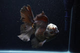 Thai Oranda  Panda 5.5 Inch (ID#311To7b-112)