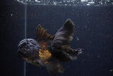 Thai Oranda  Black 4.5 Inch (ID#224T5c-68) Free2Day SHIPPING