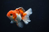 Juvenile Thai Oranda  Tricolor 3.5 Inch (ID#1022To13b-96) Free2Day SHIPPING