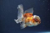 Juvenile Thai Oranda  Tricolor 3.5 Inch (ID#910To13bpt6-55) Free2Day SHIPPING