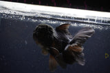 Thai Oranda  Black 4.5 Inch (ID#224T5c-68) Free2Day SHIPPING