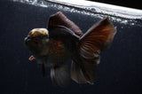 Thai Oranda  Panda 5.5 Inch (ID#311To7b-112)