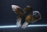 Thai Oranda  Panda 5 Inch (ID#1112To6b-113)