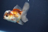 Juvenile Thai Oranda  Tricolor 3.5 Inch (ID#910To13bpt6-55) Free2Day SHIPPING