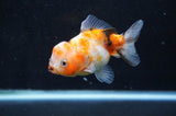 Yuan Bao Oranda  Calico 3.5 Inch (ID#411Yb10b-46) Free2Day SHIPPING