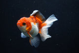 Juvenile Thai Oranda  Tricolor 3.5 Inch (ID#1022To13b-96) Free2Day SHIPPING