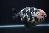 Milk Cow Ranchu  Calico 5 Inch (ID#0103R10c-98) Free2Day SHIPPING