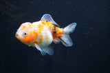 Yuan Bao Oranda  Calico 3.5 Inch (ID#411Yb10b-46) Free2Day SHIPPING