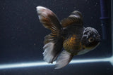 Thai Oranda  Panda 5 Inch (ID#1112To6b-113)