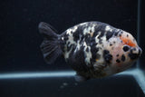 Milk Cow Ranchu  Calico 5 Inch (ID#0103R10c-98) Free2Day SHIPPING