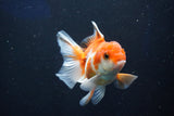 Juvenile Thai Oranda  Tricolor 3.5 Inch (ID#1022To13b-96) Free2Day SHIPPING