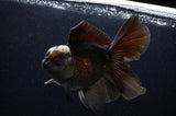 Thai Oranda  Panda 5.5 Inch (ID#311To7b-112)
