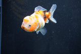 Yuan Bao Oranda  Calico 3.5 Inch (ID#411Yb10b-46) Free2Day SHIPPING