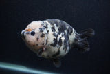 Milk Cow Ranchu  Calico 5 Inch (ID#0103R10c-98) Free2Day SHIPPING