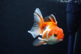 Juvenile Thai Oranda  Tricolor 3.5 Inch (ID#1022To13b-96) Free2Day SHIPPING