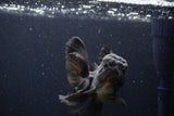 Thai Oranda  Black 4.5 Inch (ID#224T5c-68) Free2Day SHIPPING