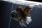 Thai Oranda  Panda 5 Inch (ID#1112To6b-113)