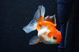 Juvenile Thai Oranda  Tricolor 3.5 Inch (ID#1022To13b-96) Free2Day SHIPPING