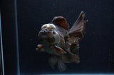Thai Oranda  Panda 5.5 Inch (ID#311To7b-112)