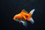 Baby Thai Oranda  Red White 3 Inch (ID#1220ToPTA-21) Free2Day SHIPPING